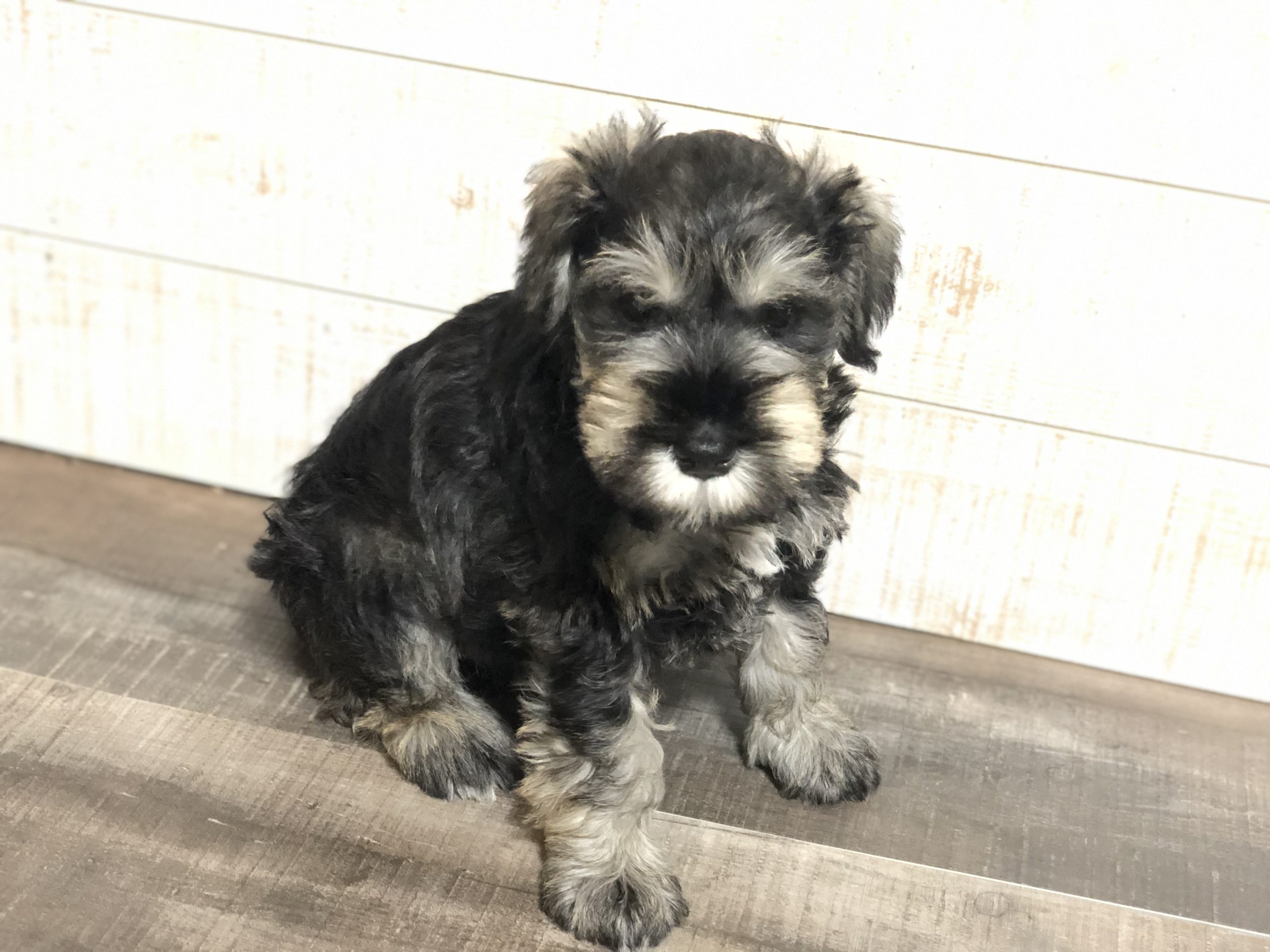 ブログ ミニチュアシュナウザー専門犬舎スターリースカイ